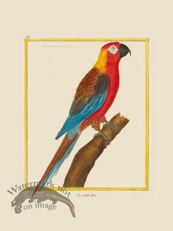 Martinet Bird 641
